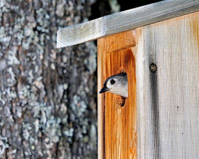 This mother tufted titmouse bird is doing a final check before entering the birdhouse where she has four chicks.